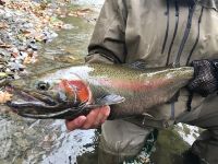 Erie Steelhead Fall 2018