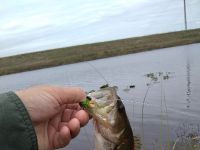 Fly fishing picture