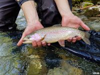 Fly fishing Slovenia @ Urko Fishing Adventures

More info: http://www.urkofishingadventures.com/