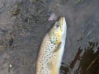 Fly fishing picture