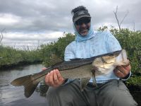 Backcountry snook in the mangroves