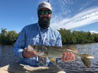 Backcountry snook