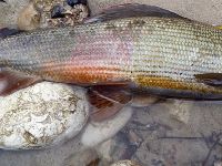 Drop-dead Gorgeous Grayling male of 52cm! 