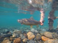 Foto de pesca con mosca