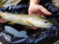 Lepena River - Fly fishing Slovenia 
More info: http://www.urkofishingadventures.com/
