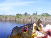 Fly fishing picture