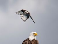 Fly fishing picture