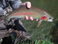 Beautifully colored rainbow Trout New Zealand South Island Te Anau Fiordland