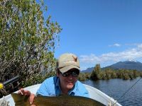 Trucha marrón con seca entre los bosques hundidos del lago Yelcho.