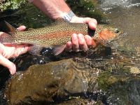 Foto de pesca con mosca