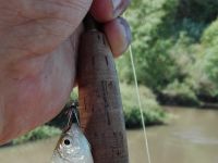 Foto de pesca con mosca