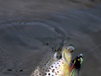 Fly fishing picture