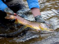 Fly fishing picture