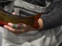 Fly fishing picture