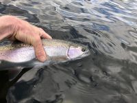 releasing a typical Rainbow