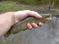 Fly fishing picture