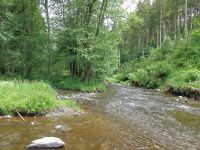 Fly fishing picture