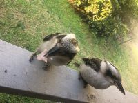 Local kookaburras being fed a lodge