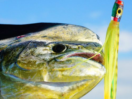 Mahi-mahi are a blue-water, open ocean, highly migratory schooling fish found around the world in tropical and subtropical waters at depths up to 85 metres (279 ft), but more typically near 37 metres (121 ft). They feed on forage fish, such as mackerel an...