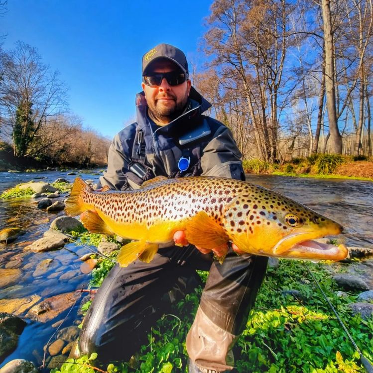 brown trout from river Ter (Catalonia)