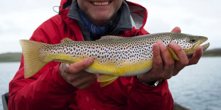Perfect brown trout from the Highlands