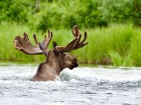 Fly fishing picture