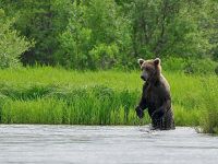 Fly fishing picture