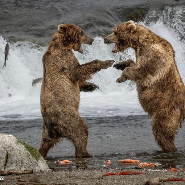 Alagnak River, Alaska, King Salmon, Alaska, United States