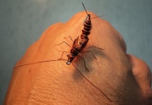 Ninfa stonefly realista para la pesca