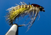 Ribbon Caddis Pupa