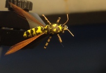 crazy rubber legs wasp