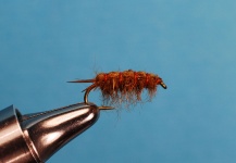 Whitlock's Sowbug