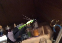 Caddis emerger