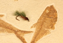 Swimming Nymph