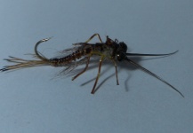 Stonefly