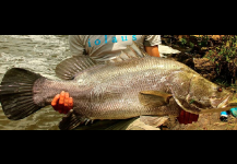 Nile Perch