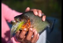 Palometa