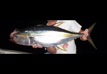 Yellowfin Tuna