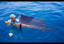 Sailfish