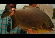 Pacu