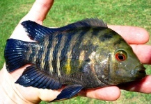 Chameleon Cichlid