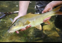 Barbel