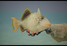 Triggerfish