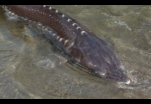 Sturgeon