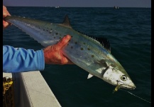 Spanish Mackerel