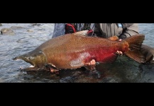 Salmón Chinook