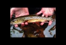 Tiger Trout