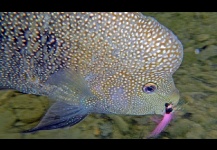 Rio Grande Cichlid - Texas Cichlid