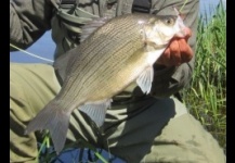 White Bass 