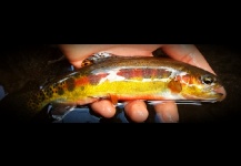 Golden Trout